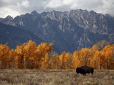 A Buffalo Grazing in Grand Teton National Park