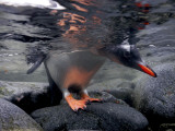 Buy A Gentoo Penguin Peeks Beneath the Water before Taking the Plunge at AllPosters.com