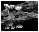 Reflections on Water