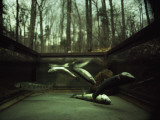 Buy Brook Trout Confined in a Wire Cage Succumb to Asphyxiation at AllPosters.com
