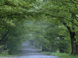 Buy Sugar Maples Shade a Quiet Country Road on the Gonyaw Farm at AllPosters.com