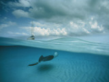 A Stingray and Sailboat in North Sound