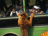 Buy A Tiger, Intrigued by Tourists in a Bus, Peers Through a Bus Window at AllPosters.com