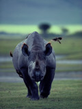 Buy Red-Billed Oxpeckers Cling to a Black Rhinoceros Eating Parasites at AllPosters.com