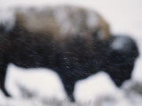 Buy An American Bison Braves a Blizzard in Yellowstone Park at AllPosters.com