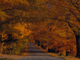 Buy Sugar Maples Shade a Quite Country Road During Autumn at AllPosters.com