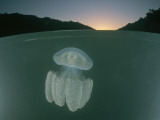 Buy A Jellyfish Hovers under the Water's Surface at AllPosters.com