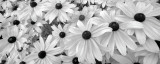 Buy Black Eyed Susans at AllPosters.com