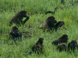Buy A Gorilla Family Feeding and Resting in the Mbeli Bai Clearing at AllPosters.com