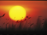 Buy Sunset and Tall Grasses at AllPosters.com