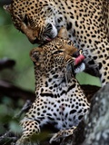 Buy A Mother Leopard, Panthera Pardus, Grooms Her Cub at AllPosters.com