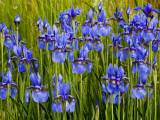 Siberian Iris in a Roadside Flower Bed