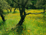 Buy California Poppies Growing Among Oak Trees at AllPosters.com