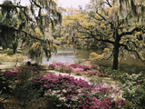 Buy Blooming Shrubs and Trees Near the Waterside at AllPosters.com