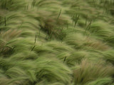 Buy Foxtail Barley and Western Wheatgrass Stirred by a Breeze at AllPosters.com