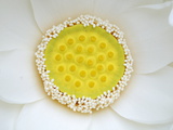 A White Lotus in its Early Stage of Blooming