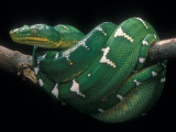 Buy A Beautiful Emerald Tree Boa,Corallus Caninus, Wrapped on a Tree Limb at AllPosters.com