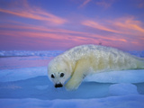 Buy A Whitecoat Harp Seal Rests on Ice under a Colorful Twilight Sky at AllPosters.com
