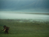 Buy An African Elephant in the Ngorongoro Crater at AllPosters.com