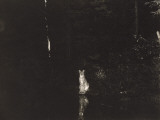 Buy A Lynx Photographed at Night by Wildlife Photographer George Shiras at AllPosters.com