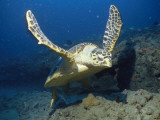 Buy A Hawksbill Turtle Swims Just Above the Seafloor with Flippers Spread at AllPosters.com