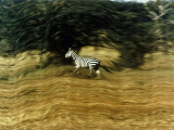 Buy A Bounding Zebra's Striped Hide Tempts Tanzanian Poachers at AllPosters.com