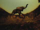 Buy A Passing African Elephant Seen from Underwater at AllPosters.com