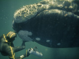 A Movie Photographer Keeps His Camera Out of the Way of a Right Whale