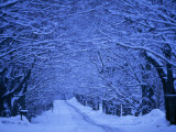 Buy Sugar Maples Shade a Quiet Country Road on Gonyaw Farm at AllPosters.com