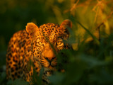 Buy A Leopard, Panthera Pardus, in Tall Grasses at Twilight at AllPosters.com