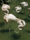 Buy Flamingos Sleeping Standing on One Foot with their Neck over Shoulder at AllPosters.com