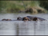 Buy A Submerged Hippopotamus, Hippopotamus Amphibius, Surfaces for Air at AllPosters.com