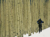 A Man on Skis Touring an Aspen Glade in the Snow