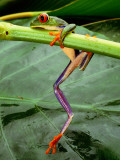 Buy A Red-Eyed Tree Frog, Agalychnis Callidryas at AllPosters.com
