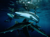 Buy Silky Sharks Gather at the Water's Surface to Feed at AllPosters.com