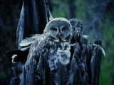 Buy A Great Gray Owl Stays Close to Her Owlet at AllPosters.com