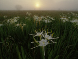 Spider Lilies Thriving on a Tallgrass Coastal Prairie