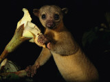 Kinkajou Holds a Blossom, Ready for its Head Diving Eating Technique