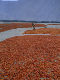 Buy A Farmer Turns His Crop of Peppers to Ensure Even Drying and Curing at AllPosters.com