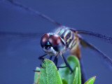 Buy A Male Blue Dasher Dragonfly at AllPosters.com