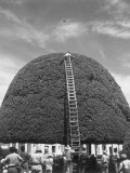 Buy A Species of Fig Receives a Bi-Montly Pruning in Managua at AllPosters.com