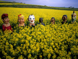 Buy Masked Young People in a Mustard Field En Route to a Summer Festival at AllPosters.com