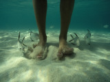 Buy Adult Palometa Fish Dog the Steps of a Visitor to St John at AllPosters.com