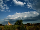 Buy A Portrait of an African Cheetah, Acinonyx Jubatus Jubatus at AllPosters.com
