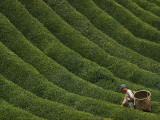 Buy A Farmer Picks the Year's First Tea Crop from Waves of Green at AllPosters.com