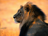 An Adult Male African Lion, Panthera Leo