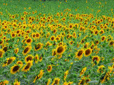 Field of Sunflowers in Bloom