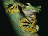 Buy A Wallace's Flying Frog, Rhacophorus Nigropalmatus at AllPosters.com