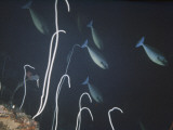 Buy Surgeonfish Swim Past Sea Whips at 200 Feet under Water at AllPosters.com