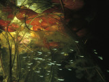Buy A School of Juvenile Silver Robber Fish Swimming Underneath Lily Pads at AllPosters.com